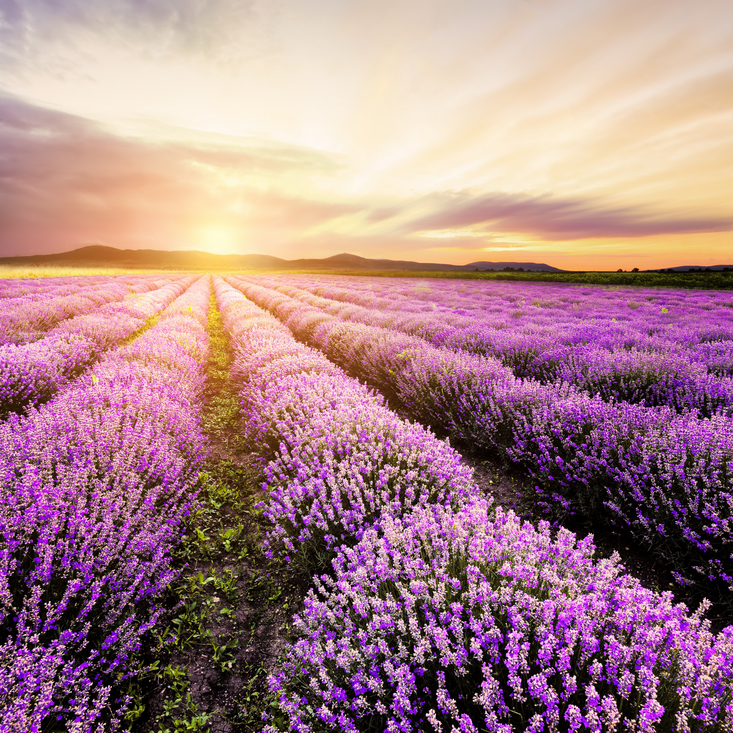 ESSENTIAL OIL - BULGARIAN LAVENDER