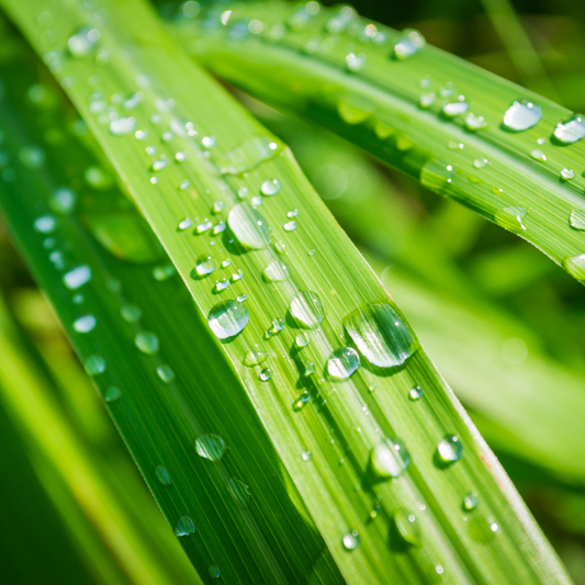 ÆTERISK OLIE - CITRONGRÆS