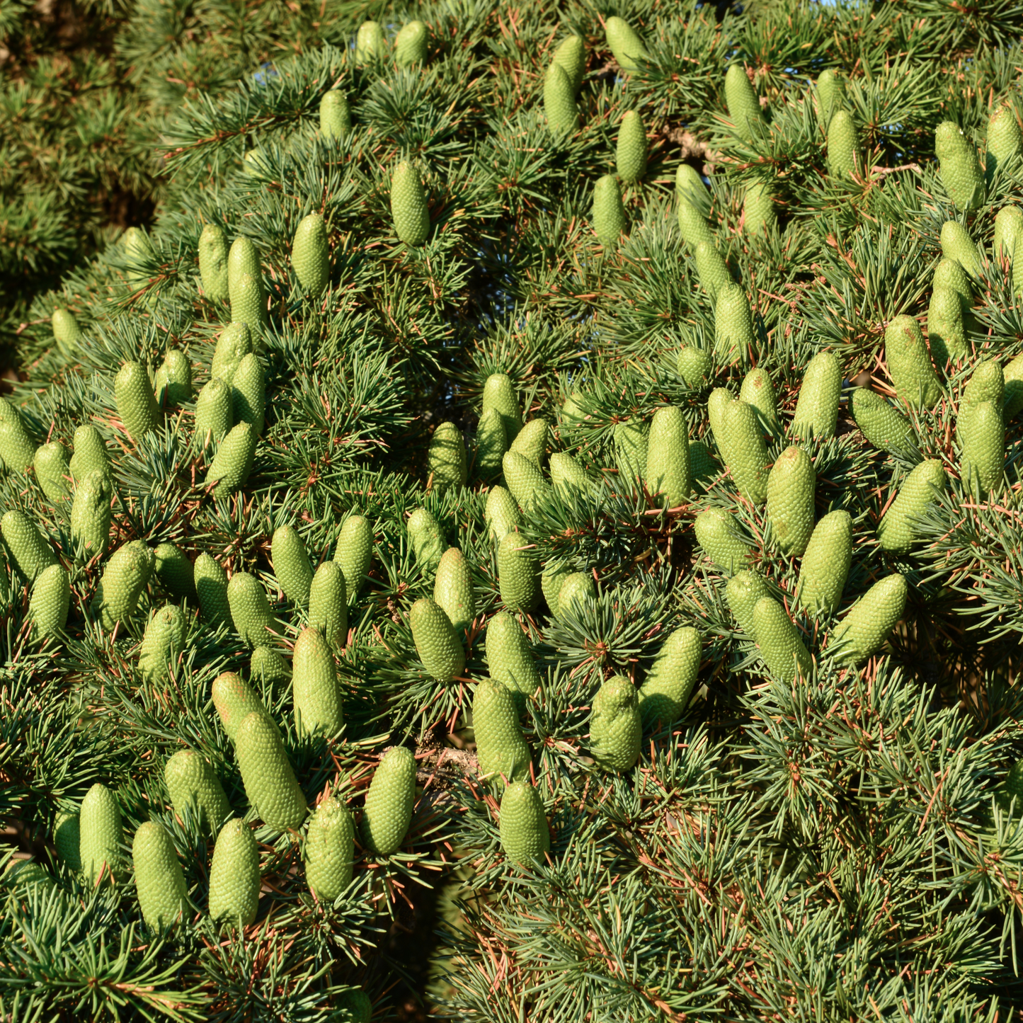 ESSENTIAL OIL - CEDAR WOOD