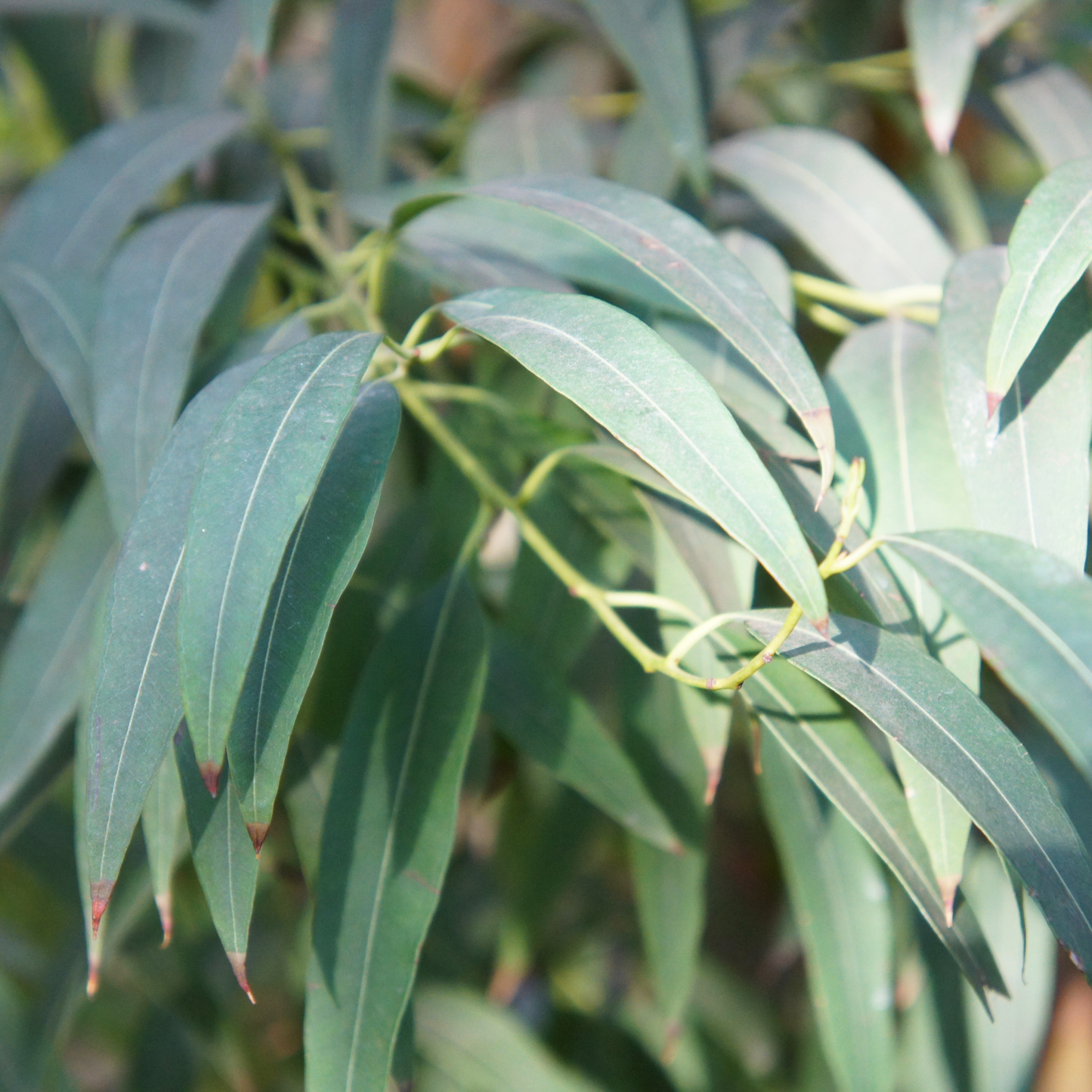 ESSENTIAL OIL- EUCALYPTUS