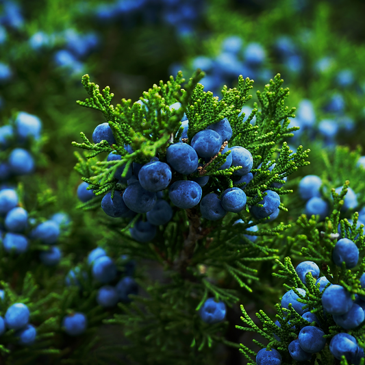 ESSENTIAL OIL - JUNIPER BERRIES