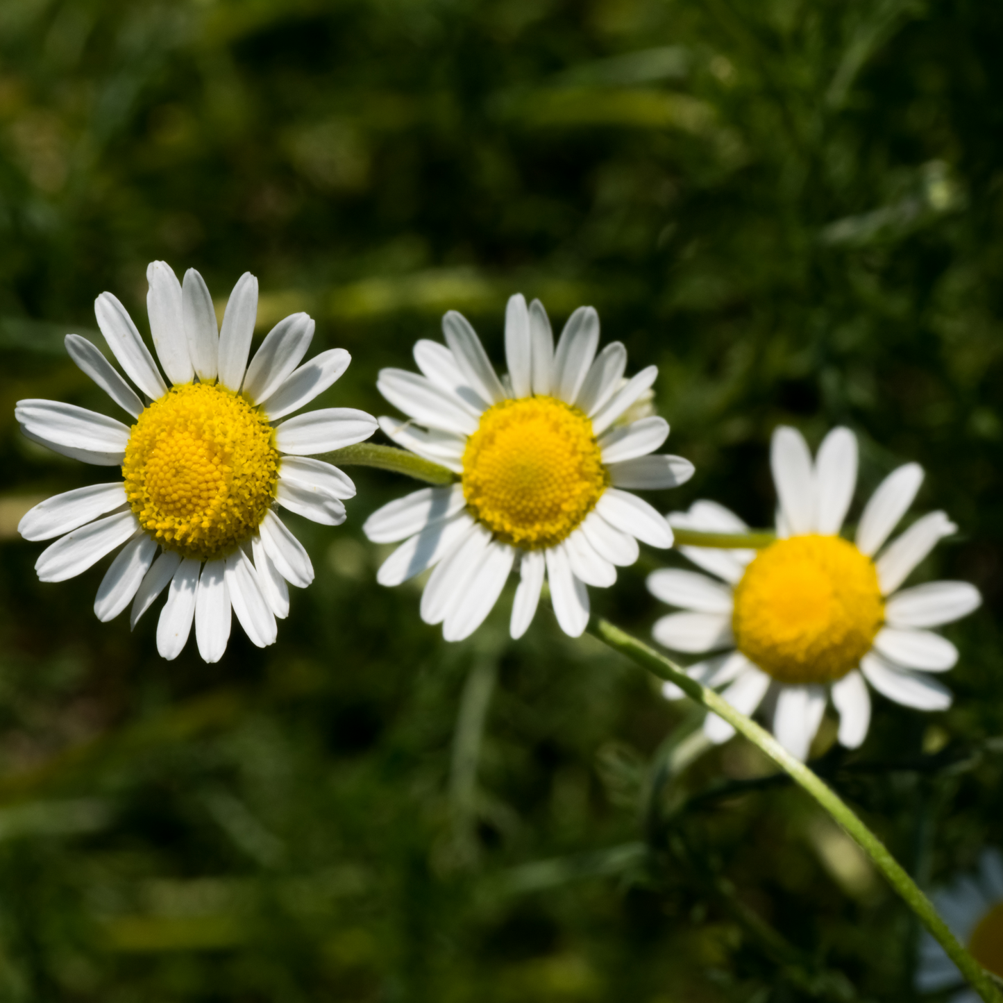 ÆTERISK OLIE - KAMOMILE ROMAN