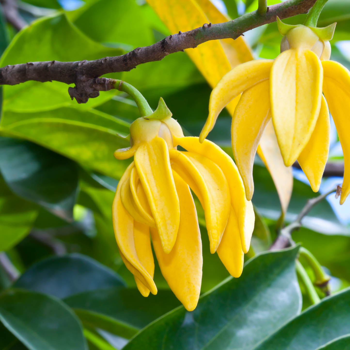 ESSENTIAL OIL - YLANG YLANG