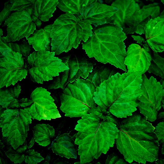 ÆTERISK OLIE - PATCHOULI