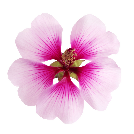 ÆTERISK OLIE - GERANIUM