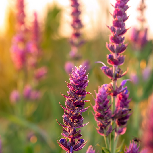 ÆTERISK OLIE- CLARY SALE